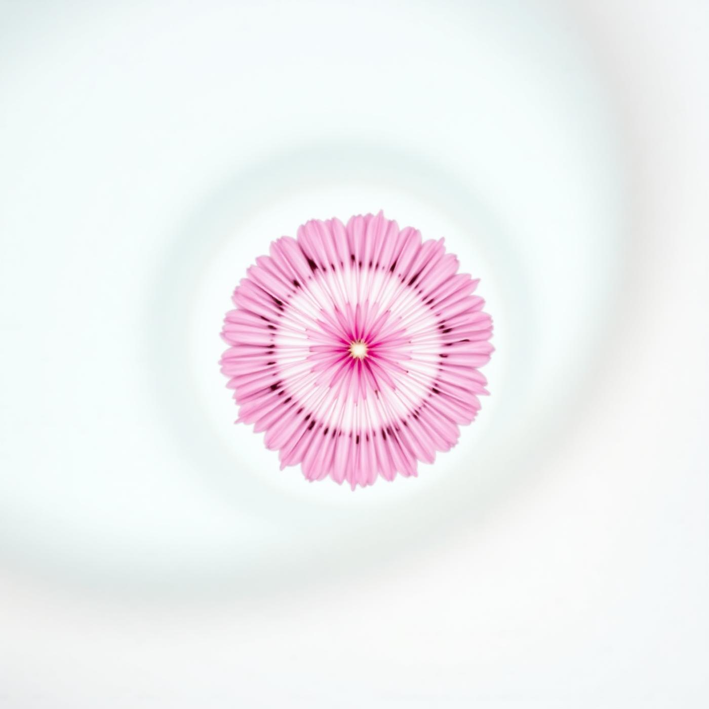 Plant tissue microscopy